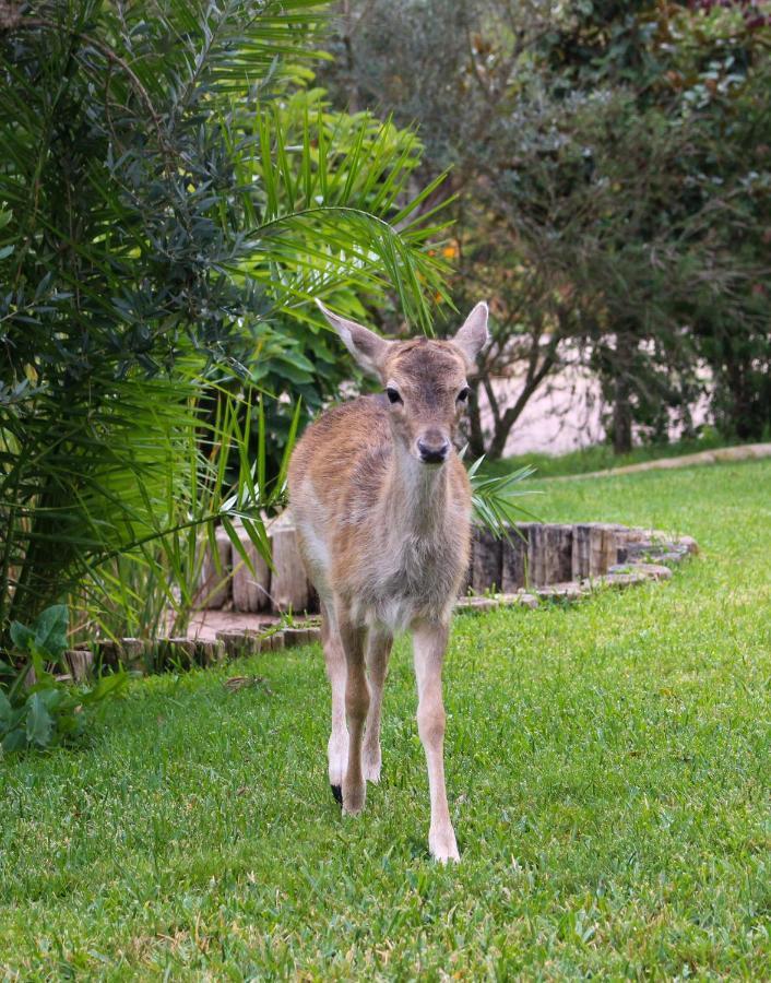 Quinta Do Bamby Villa เลเรีย ภายนอก รูปภาพ